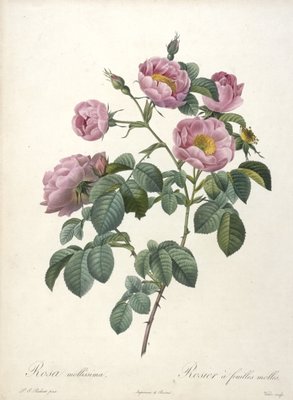 Rosa Mollissima وردة ناعمة من Les