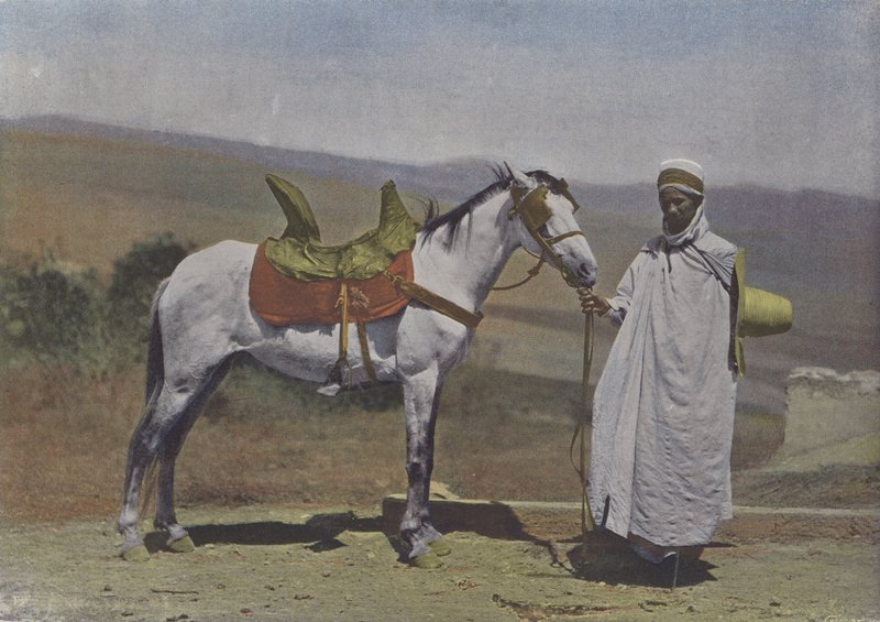 الحصان العربي (صورة ملونة) بواسطة (بعد) مصور فرنسي