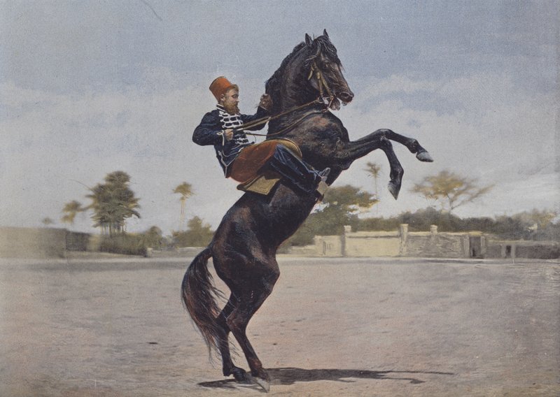 نوس كافالييرز (صورة ملونة) بواسطة (بعد) مصور فرنسي