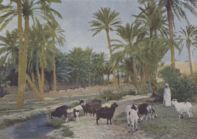 واحة الجزائر (صورة ملونة) بواسطة (بعد) مصور فرنسي