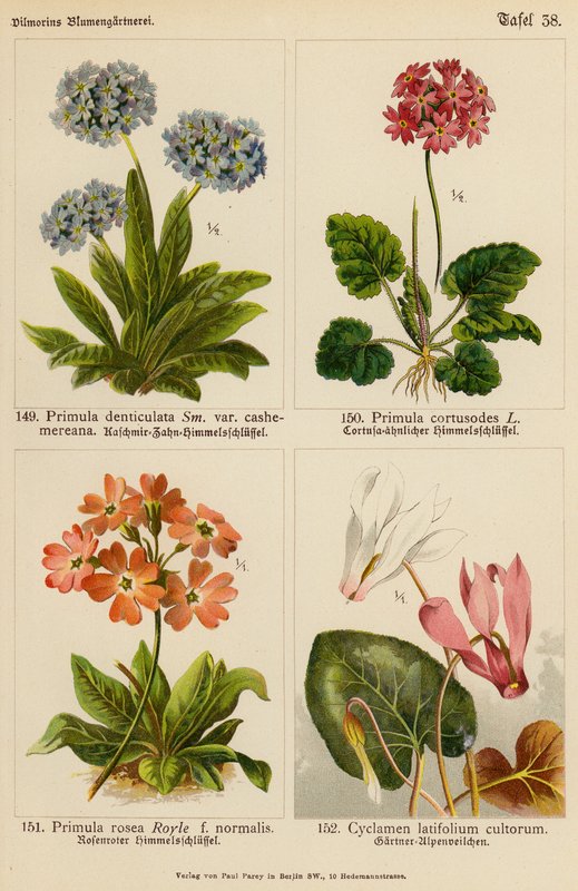 زهرة الربيع Denticulata، زهرة الربيع Cortusodes، زهرة الربيع الوردية، Cyclamen Latifolium Cultorum (لون ليثو) بواسطة (بعد) المدرسة الألمانية
