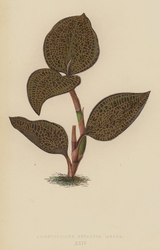 Anoectochilus Setaceus ، Aurea بواسطة مدرسة اللغة الإنجليزية