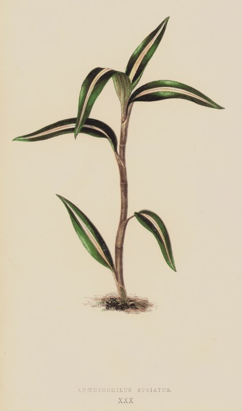 Anoectochilus Striatus بواسطة مدرسة اللغة الإنجليزية