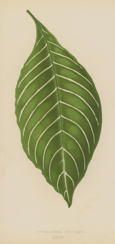 Aphelandra leopoldii بواسطة مدرسة اللغة الإنجليزية