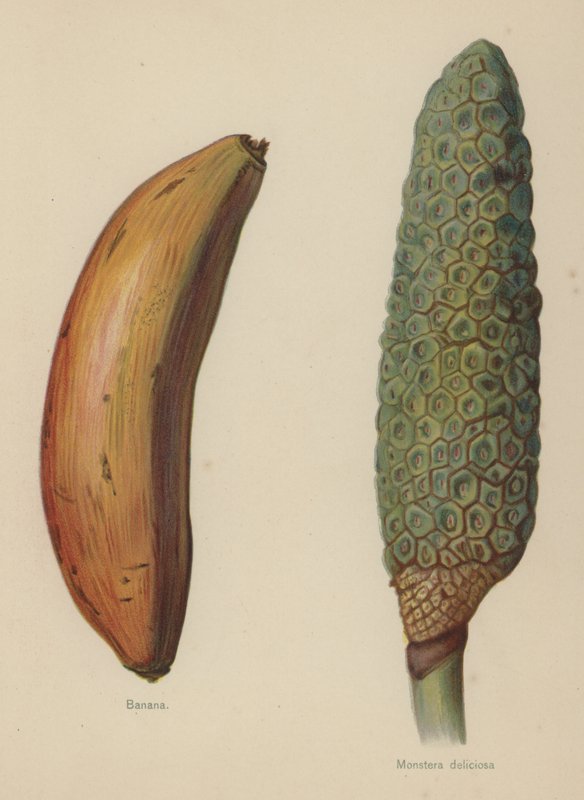 الموز لذيذ Monstera بواسطة مدرسة اللغة الإنجليزية