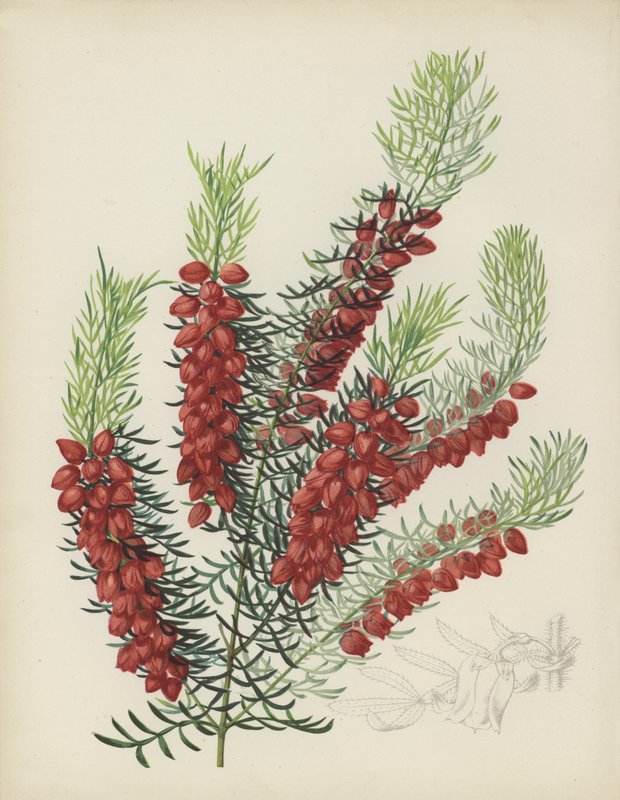 Boronia Elatior بواسطة مدرسة اللغة الإنجليزية