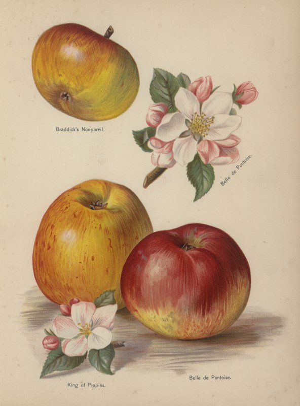 Braddicks Nonpareil ، Belle de Pontoise ، King of Pippins بواسطة مدرسة اللغة الإنجليزية