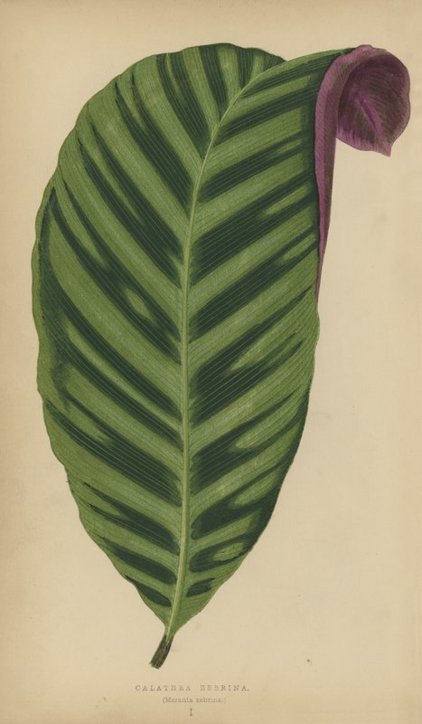 Calathea Zebrina، Maranta zebrina بواسطة مدرسة اللغة الإنجليزية