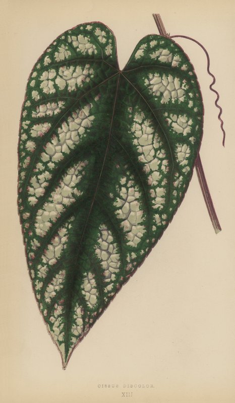 Cissus Discolor بواسطة مدرسة اللغة الإنجليزية