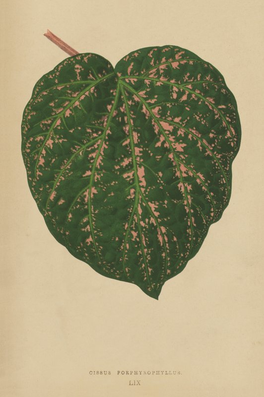 Cissus Porphyrophyllus بواسطة مدرسة اللغة الإنجليزية