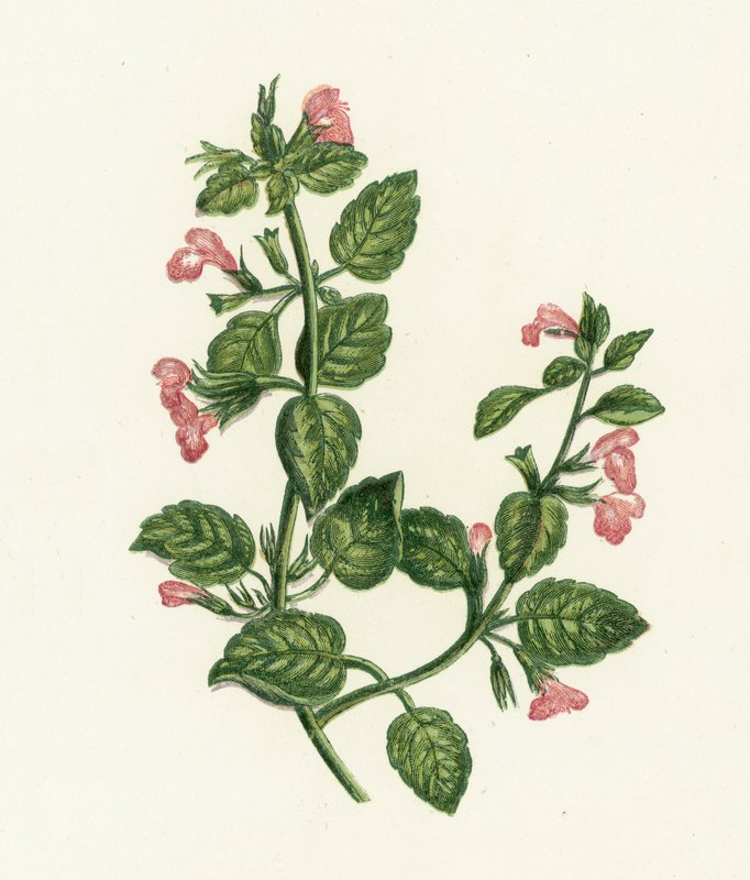 Calamint المشتركة ، Calamintha Officinalis بواسطة مدرسة اللغة الإنجليزية