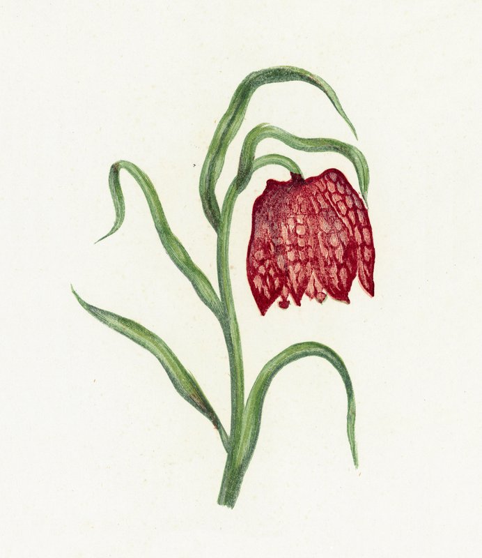 Fritillary المشتركة ، Fritillaria Meleagris بواسطة مدرسة اللغة الإنجليزية