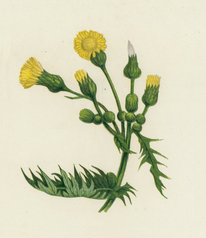 السوسن الشائع ، Sonchus Oleraceus بواسطة مدرسة اللغة الإنجليزية