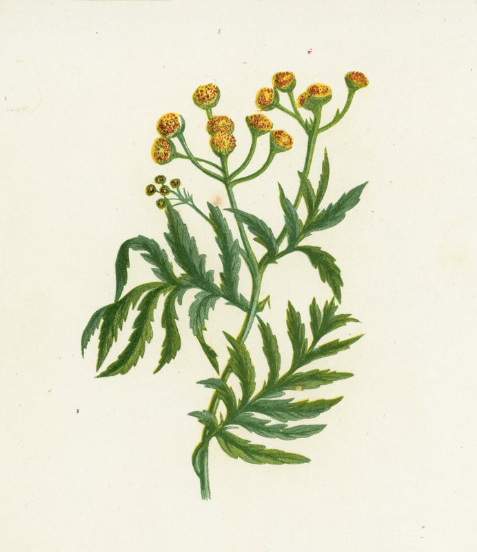 Tansy الشائعة ، Tanacetum vulgare بواسطة مدرسة اللغة الإنجليزية