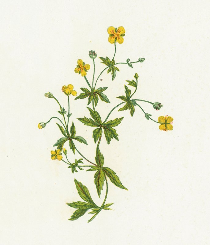 Tormentil المشتركة ، Tormentilla Officinalis بواسطة مدرسة اللغة الإنجليزية