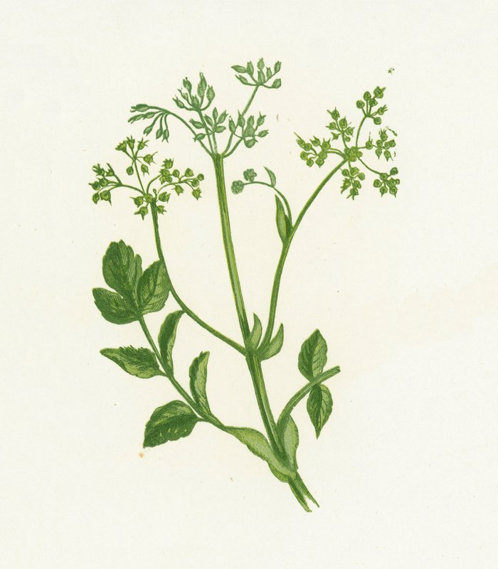 الجزر البري البري الشائع ، Pastinaca Sativa بواسطة مدرسة اللغة الإنجليزية