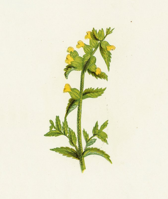 حشرجة صفراء شائعة ، Rhinanthus Crista-Galli بواسطة مدرسة اللغة الإنجليزية