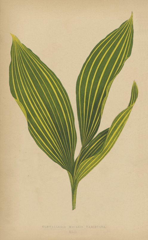 Convallaria Majalis Variegata بواسطة مدرسة اللغة الإنجليزية