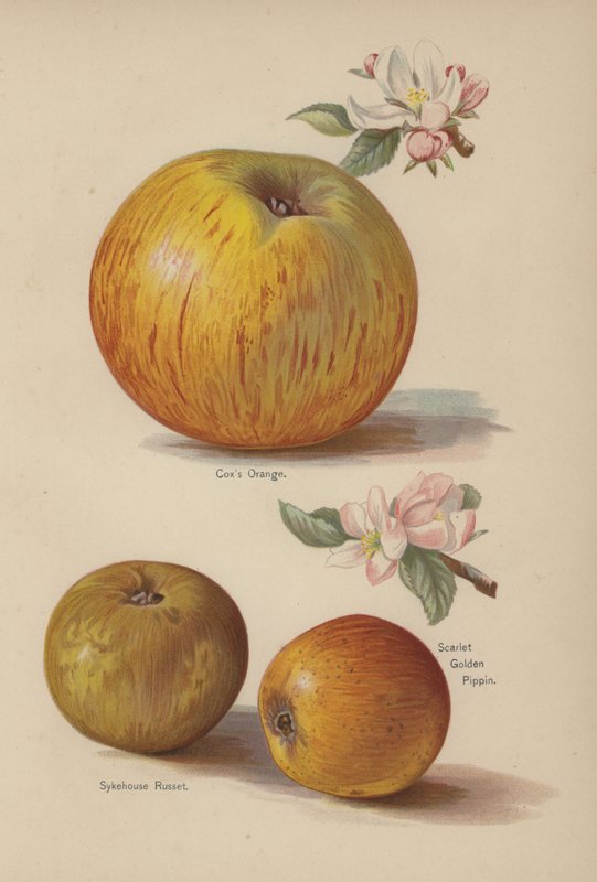 Coxs Orange ، Sykehouse Russet ، Scarlet Golden Pippin بواسطة مدرسة اللغة الإنجليزية