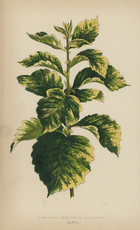 Crataegus Prunifolia Variegata بواسطة مدرسة اللغة الإنجليزية
