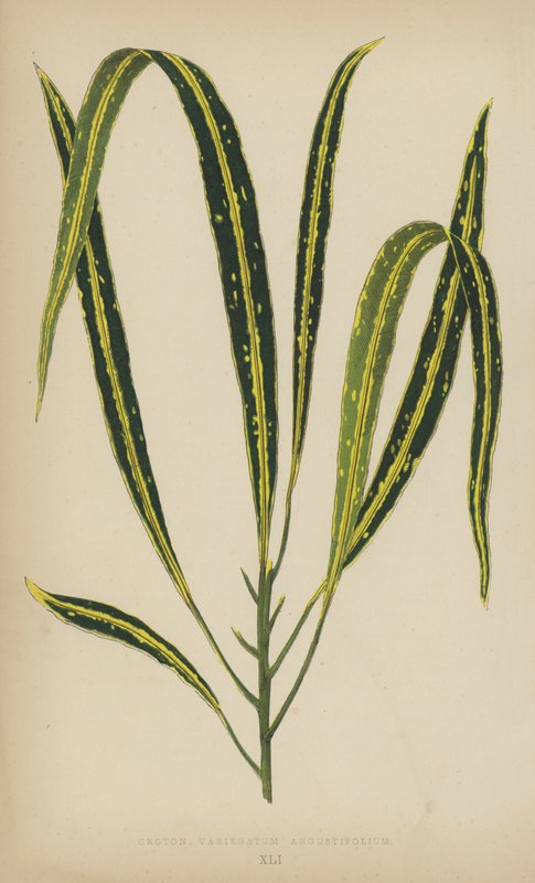 Croton Variegatum Angustifolium بواسطة مدرسة اللغة الإنجليزية