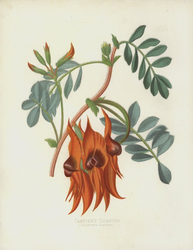 Clianth Dampiers ، Clianthus Dampieri بواسطة مدرسة اللغة الإنجليزية
