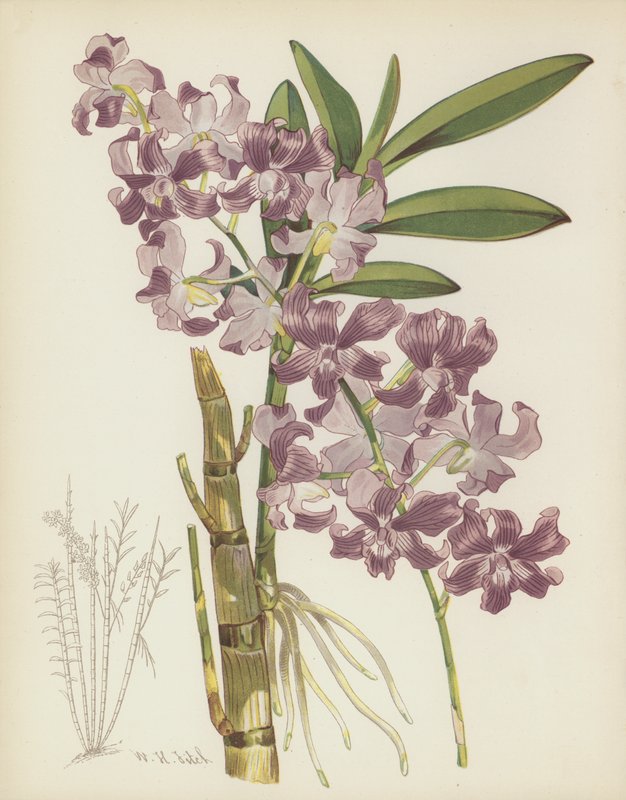 Cymbidium Superbiens بواسطة مدرسة اللغة الإنجليزية