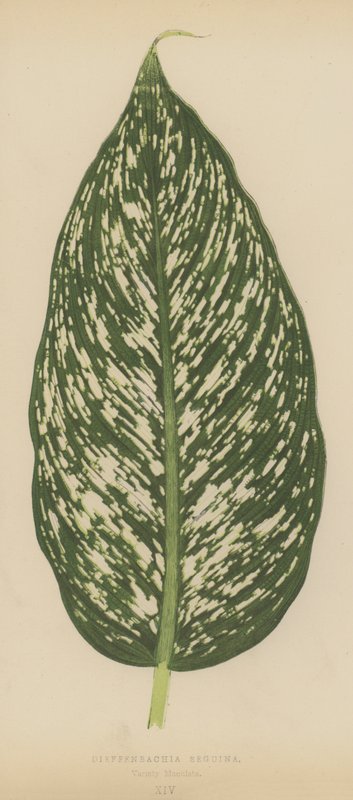 Dieffenbachia Seguina ، Variety Maculata بواسطة مدرسة اللغة الإنجليزية