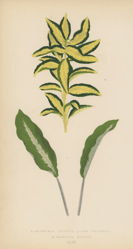 Euonymus japonica Aurea، Yellow، Maranta Micans بواسطة مدرسة اللغة الإنجليزية