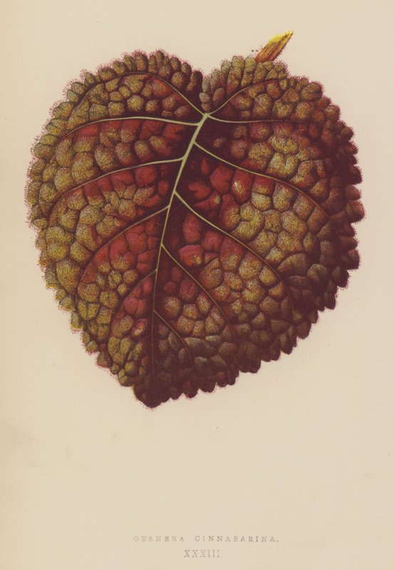 Gesnera Cinnabarina بواسطة مدرسة اللغة الإنجليزية