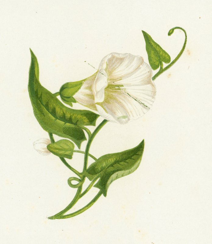 Bindweed العظمى ، اللبلاب Sepium بواسطة مدرسة اللغة الإنجليزية