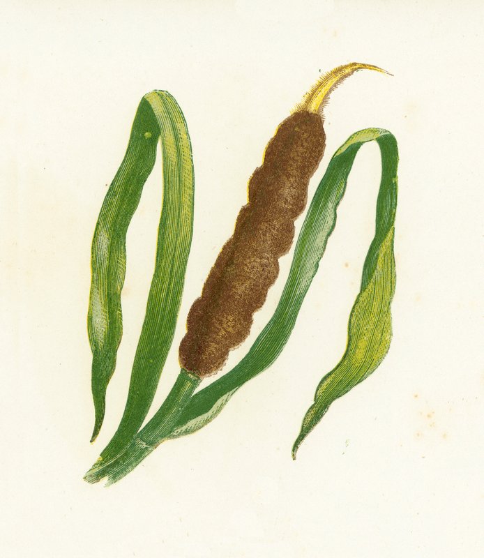 القصب الكبير ، أو ذيل القطط ، Typha Latifolia بواسطة مدرسة اللغة الإنجليزية