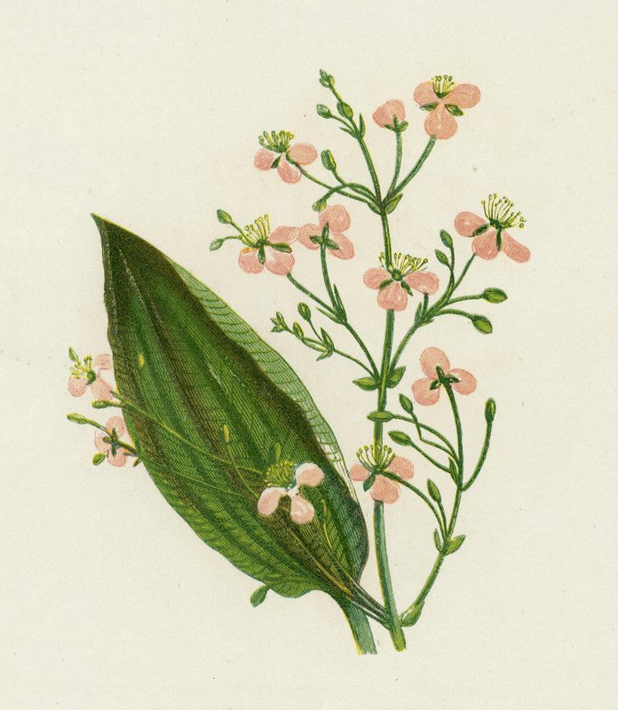 Great Water Plantain ، Alisma Plantago بواسطة مدرسة اللغة الإنجليزية