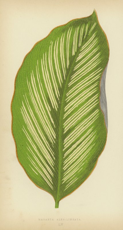 Maranta Alba-Lineata بواسطة مدرسة اللغة الإنجليزية