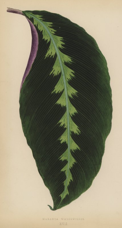 Maranta Warsewiczii بواسطة مدرسة اللغة الإنجليزية
