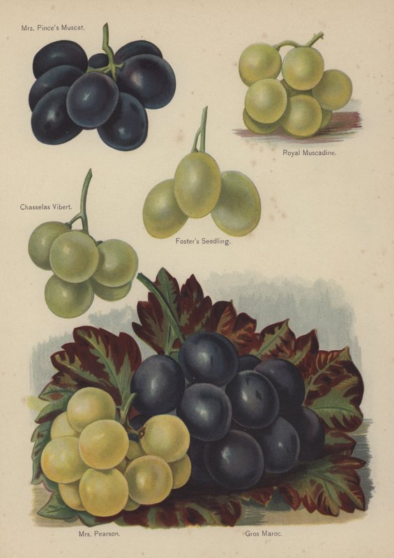 السيدة بينسيس مسقط ، رويال Muscadine ، Chasselas Vibert ، Fosters Seedling ، السيدة Pearson ، Gros Maroc بواسطة مدرسة اللغة الإنجليزية