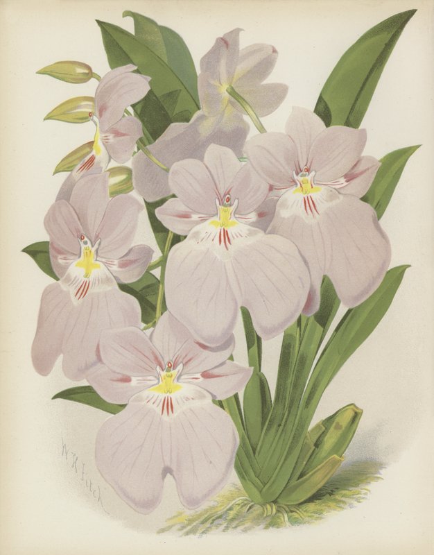 Odontoglossum Vexillarium بواسطة مدرسة اللغة الإنجليزية