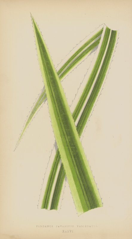 Pandanus Javanicus Variegatus بواسطة مدرسة اللغة الإنجليزية