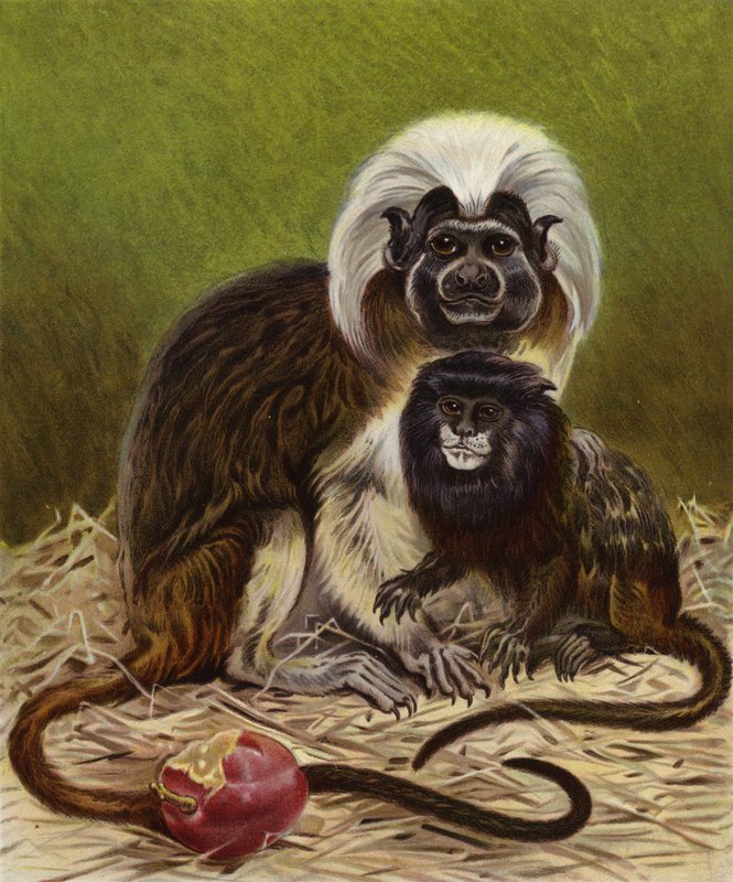 انقر فوق Marmoset و Negro Tamarin بواسطة مدرسة اللغة الإنجليزية