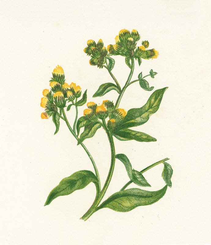 Ploughmans Spikenard ، Inula Conyza بواسطة مدرسة اللغة الإنجليزية