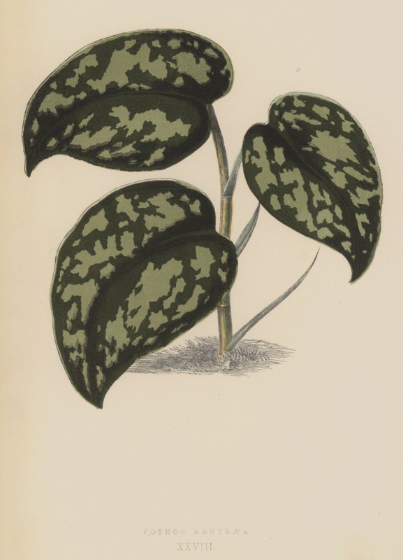 Pothos Argyraea بواسطة مدرسة اللغة الإنجليزية