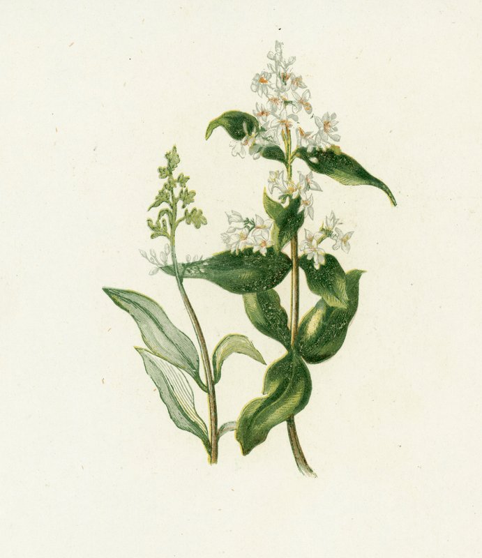 Privet ، Ligustrum vulgare بواسطة مدرسة اللغة الإنجليزية