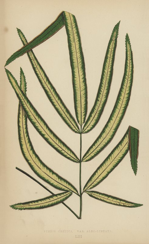 Pteris Cretica ، Variety Albo-Lineata بواسطة مدرسة اللغة الإنجليزية