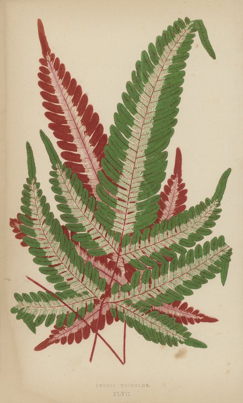 Pteris Tricolor بواسطة مدرسة اللغة الإنجليزية