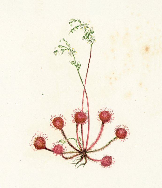 Sundew Leaved Roundew ، Drosera Rotundifolia بواسطة مدرسة اللغة الإنجليزية