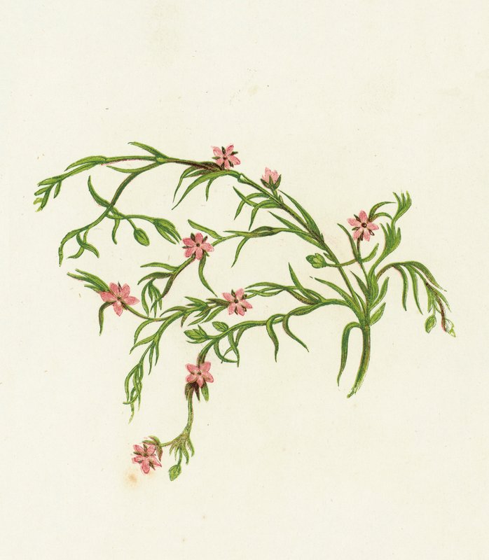 Sea Spurrey Sandwort ، أريناريا مارينا بواسطة مدرسة اللغة الإنجليزية