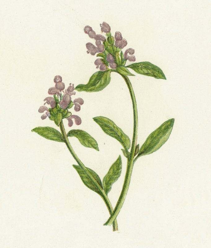 الشفاء الذاتي ، Prunella Vulgaris بواسطة مدرسة اللغة الإنجليزية