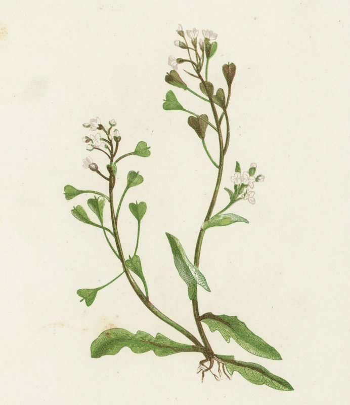 محفظة الرعاة ، Capsella Bursa-pastoris بواسطة مدرسة اللغة الإنجليزية