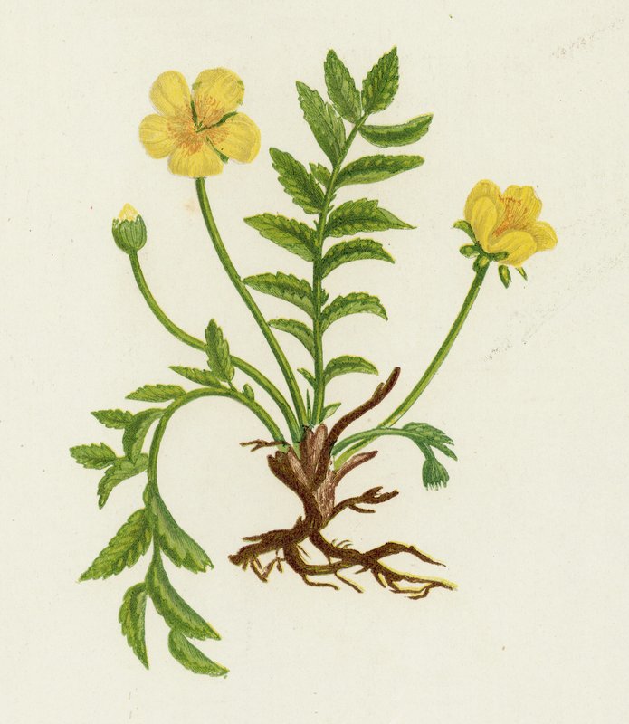 الأعشاب الفضية ، Potentilla Anserina بواسطة مدرسة اللغة الإنجليزية