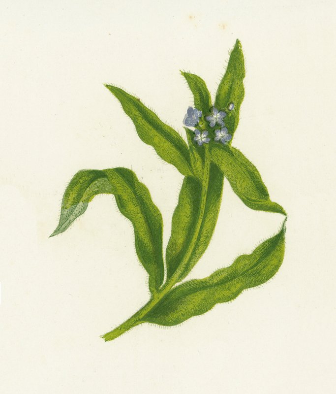Bugloss الصغيرة ، Lycopsis Arvensis بواسطة مدرسة اللغة الإنجليزية